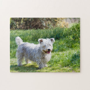 Glen of Imaal Terrier dog Jigsaw Puzzle