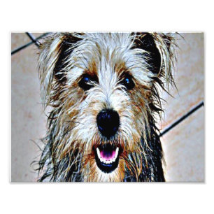 Glen of Imaal Terrier Photo Print