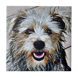 Glen of Imaal Terrier Pop Art Tile
