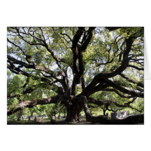 glenwood live oak