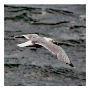Glide 20" x 20", Poster Paper (Semi-Gloss)
