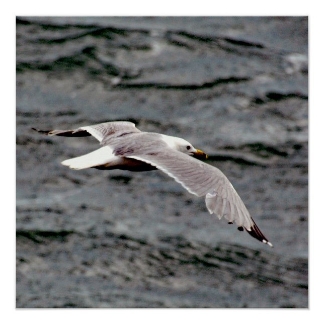 Glide 20" x 20", Poster Paper (Semi-Gloss) (Front)