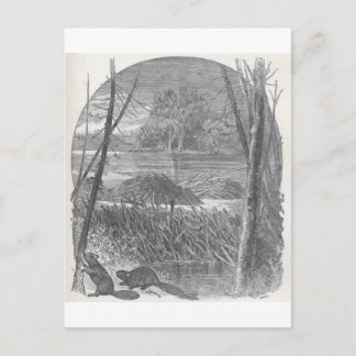 Glimpses of the Animate World - Beaver Dam Postcard