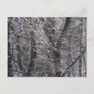 Glistening Icy Forest in Morning Light I Postcard
