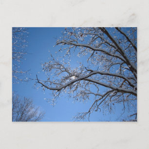 Glittering Ice and Snow Covered Trees Postcard