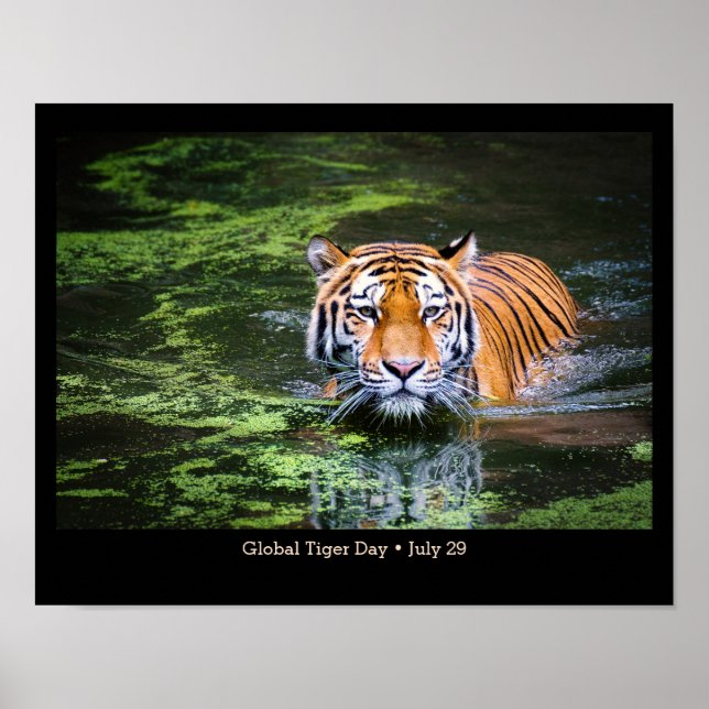 Global Tiger Day, TIGER photo Poster (Front)
