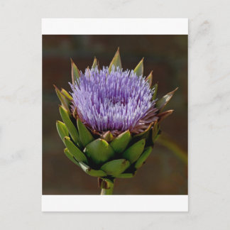 Globe Artichoke, Cynara Cardunculus, in flower. Postcard