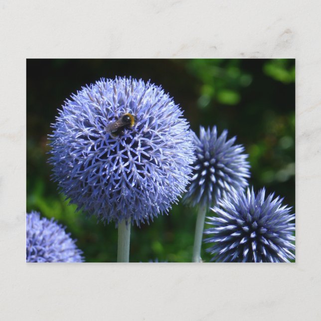 Globe Thistle Flowers Postcard (Front)