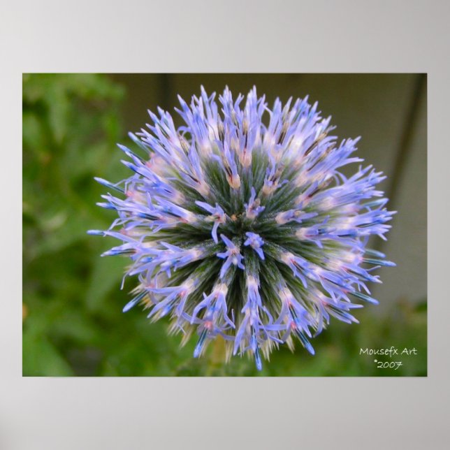 Globe Thistle Poster (Front)