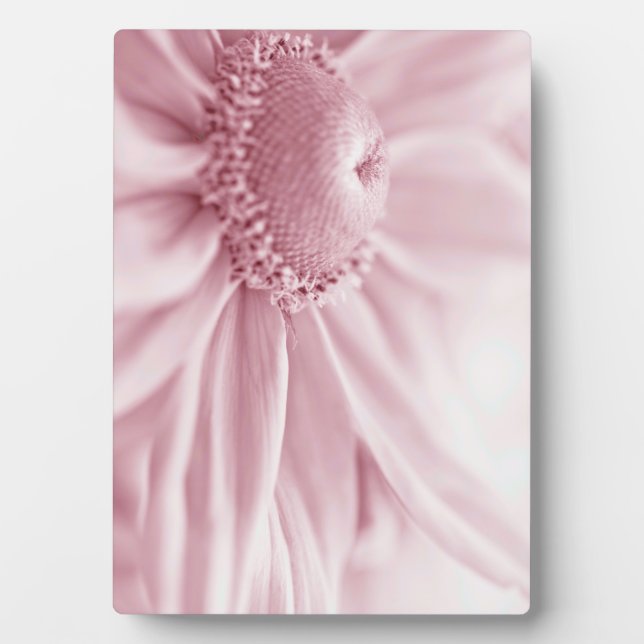 Gloriosa Daisy Macro Plaque (Front)