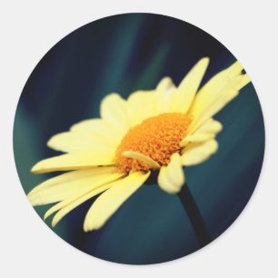 Glorious Daisy Flower  Classic Round Sticker