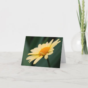 Glorious Daisy Flower Photography  Note Card