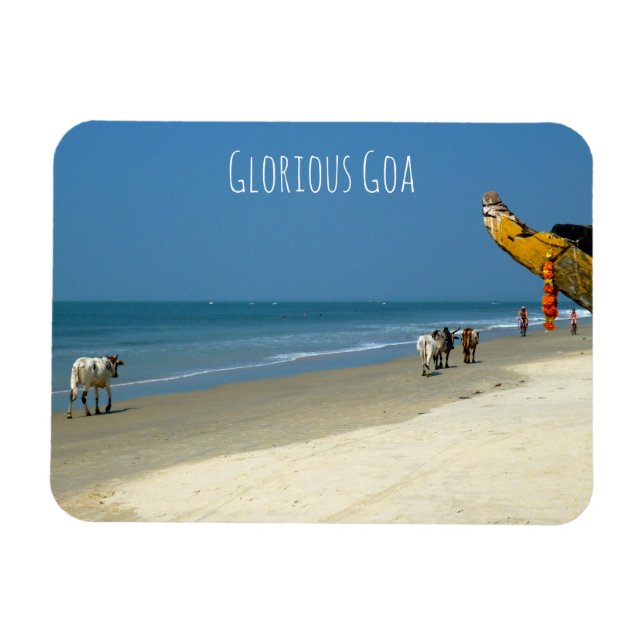 Glorious Goa - cows on the beach in South Goa Magnet (Horizontal)