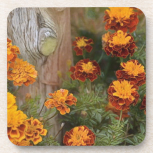 Glorious Marigolds Coaster