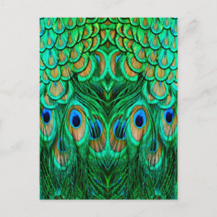 Glorious Peacock Feathers Postcard