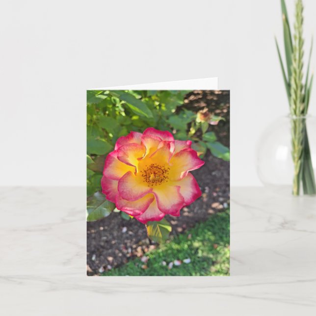 Glorious Pink Summer Bloom Holiday Card (Front)