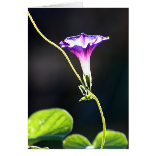"Glory" Morning Glory Photography