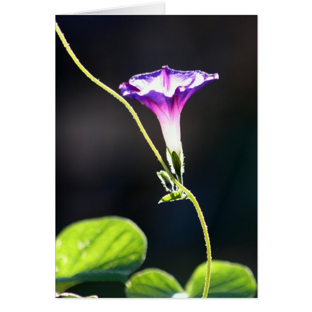 "Glory" Morning Glory Photography (Front)