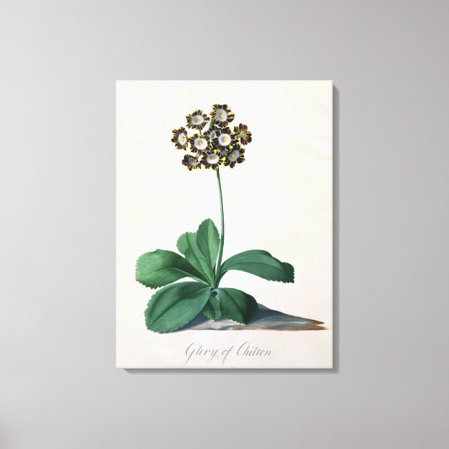 Glory of Chilton (gouache on vellum) Canvas Print (Front)
