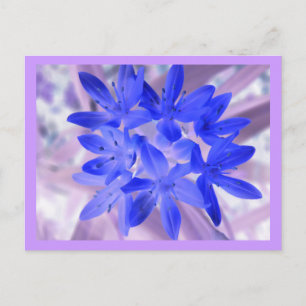 Glory Of The Snow Shocking Blue Postcard