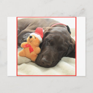 Glossy Grizzly Christmas Pointer Holiday Postcard