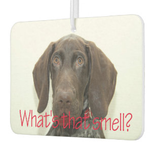 Glossy Grizzly what's that smell Car Air Freshener