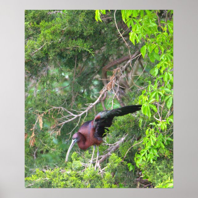 Glossy Ibis Bird Poster (Front)