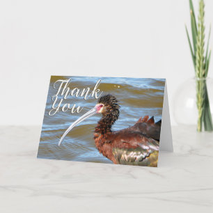 Glossy Ibis Photo Thank You Card