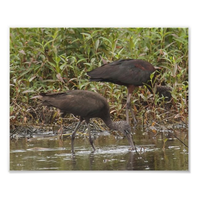 Glossy Ibis Photography Print (Front)
