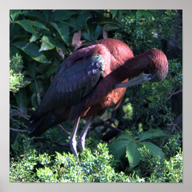 Glossy Ibis  Poster (Front)