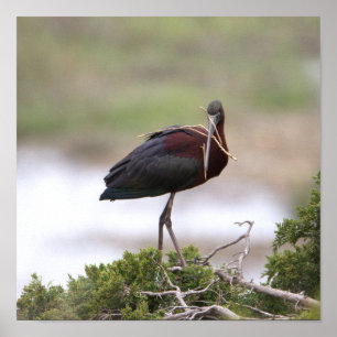 Glossy Ibis Poster