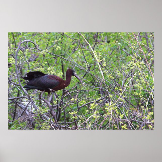 Glossy Ibis Poster (Front)