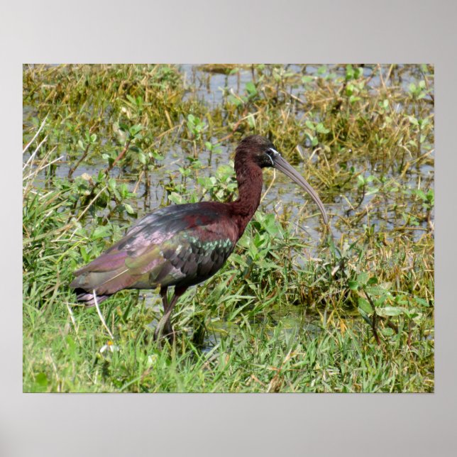 Glossy Ibis Poster (Front)