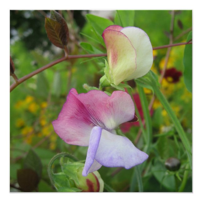 Glossy Poster (Front)