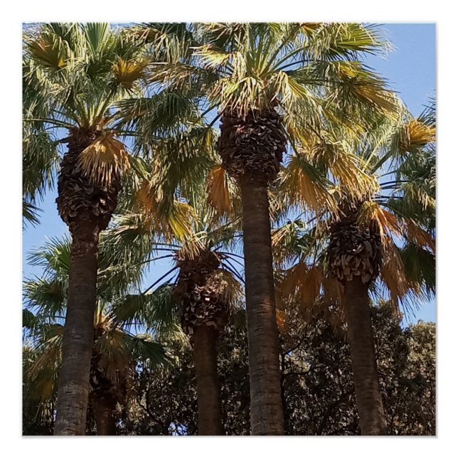 Glossy Poster Palm Trees (Front)