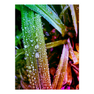 Glossy poster, splash colours raindrops on leaves. poster