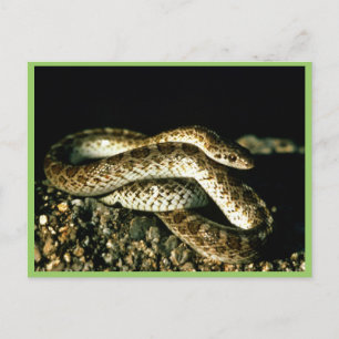 Glossy Snake Postcard
