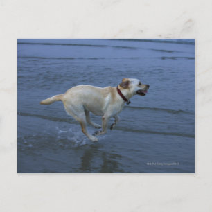 Gloucester, Massachusetts, USA 2 Postcard