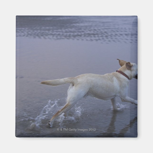 Gloucester, Massachusetts, USA Magnet (Front)