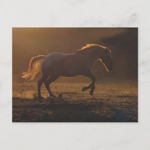 Glowing Back-light running horse Postcard