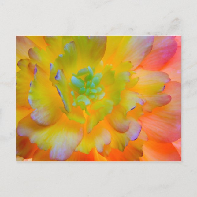 Glowing Begonia Blossom | Seabeck, WA Postcard (Front)