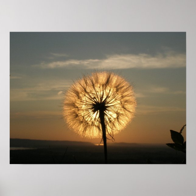Glowing Dandelion Poster (Front)