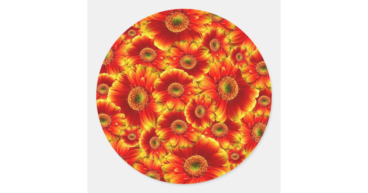 Glowing Gerbera Daisies Classic Round Sticker | Zazzle