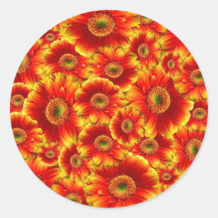 Glowing Gerbera Daisies Classic Round Sticker