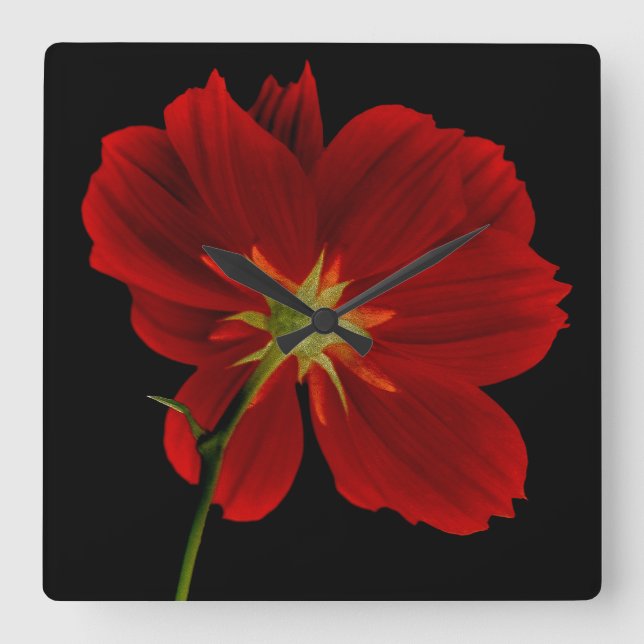 Glowing in Darkness/Red Gerbera Photography Square Wall Clock (Front)