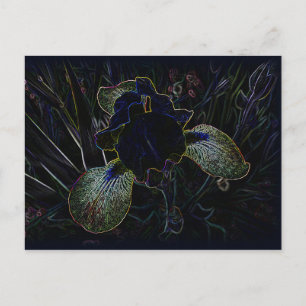 Glowing Iris Postcard