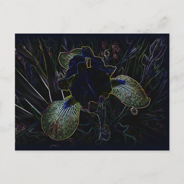 Glowing Iris Postcard (Front)