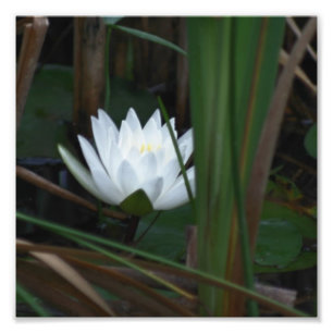Glowing Lotus Water Lily Flower 8x8 Photo Print