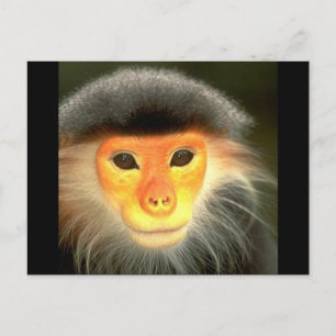 Glowing Monkey Postcard