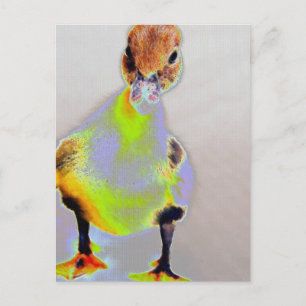 Glowing Muscovy Postcard